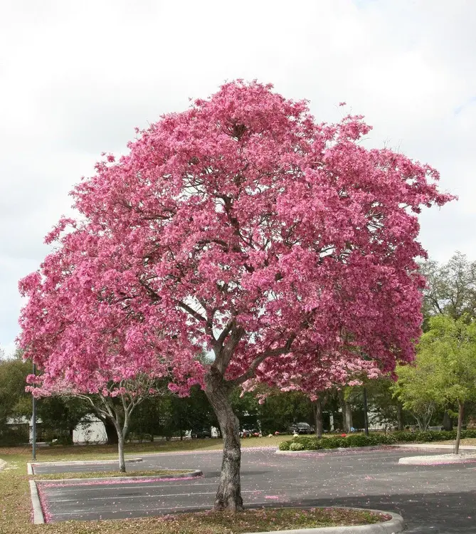 Tabebuia impetiginosa , Pink Trumpet Tree - 20 Seeds Pack