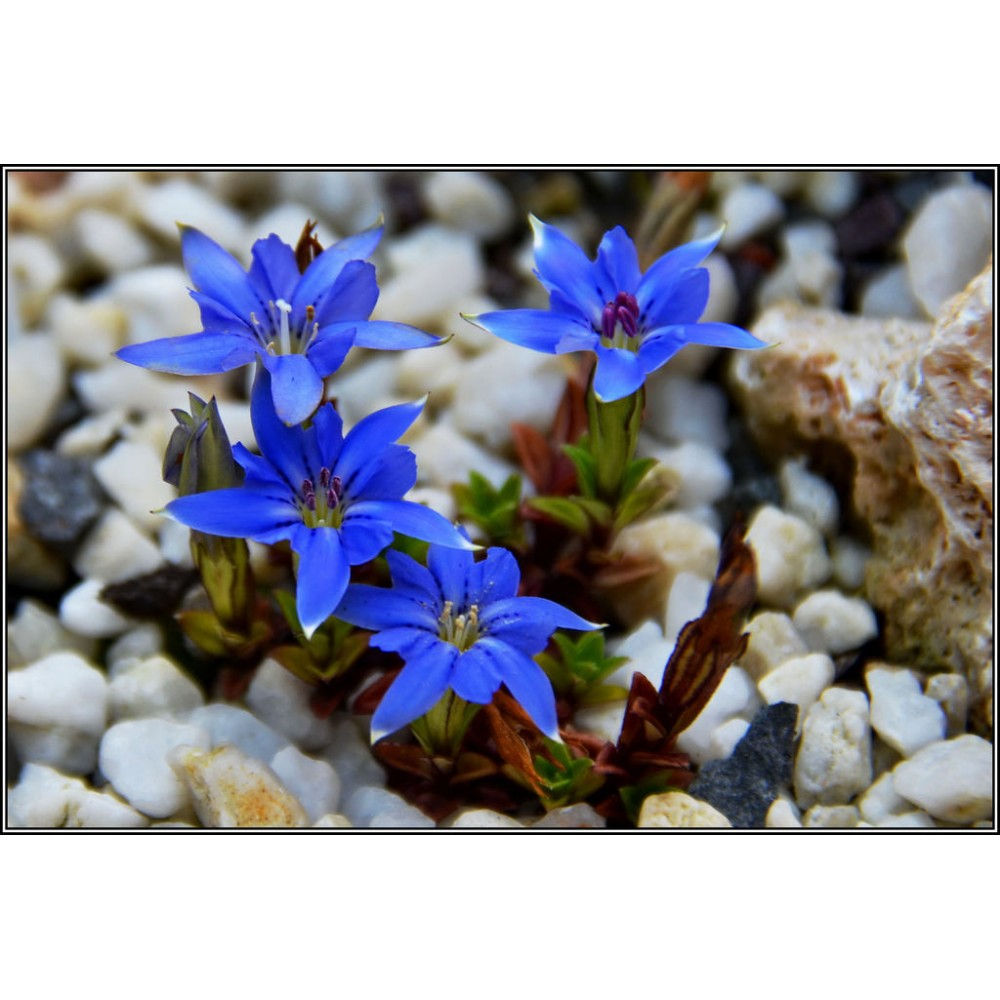 Gentiana Pyramidalis - 10 Seeds