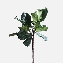 Two Dried Leaves