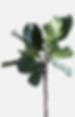 Green Plant