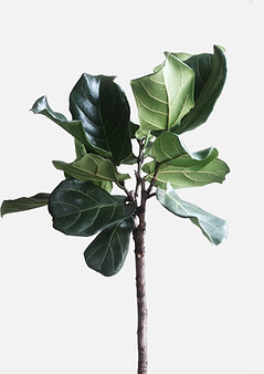 Green Plant
