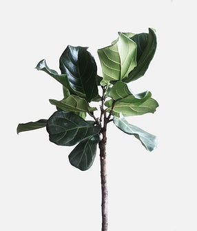 Green Plant