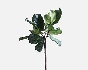 Green Plant