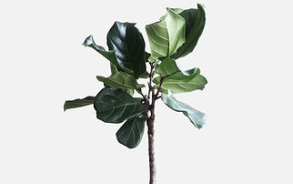 Green Plant
