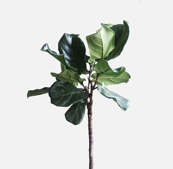 Planta verde
