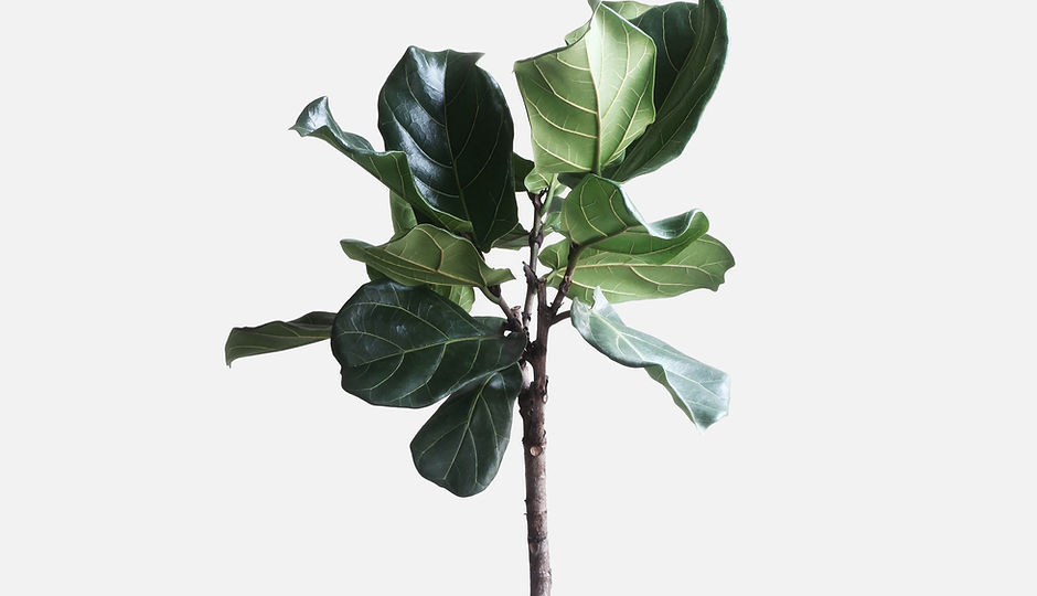 Planta verde