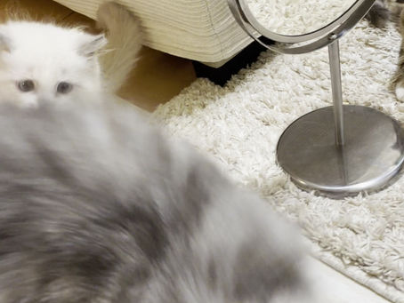 ラグドールの子猫遊びに夢中🥰