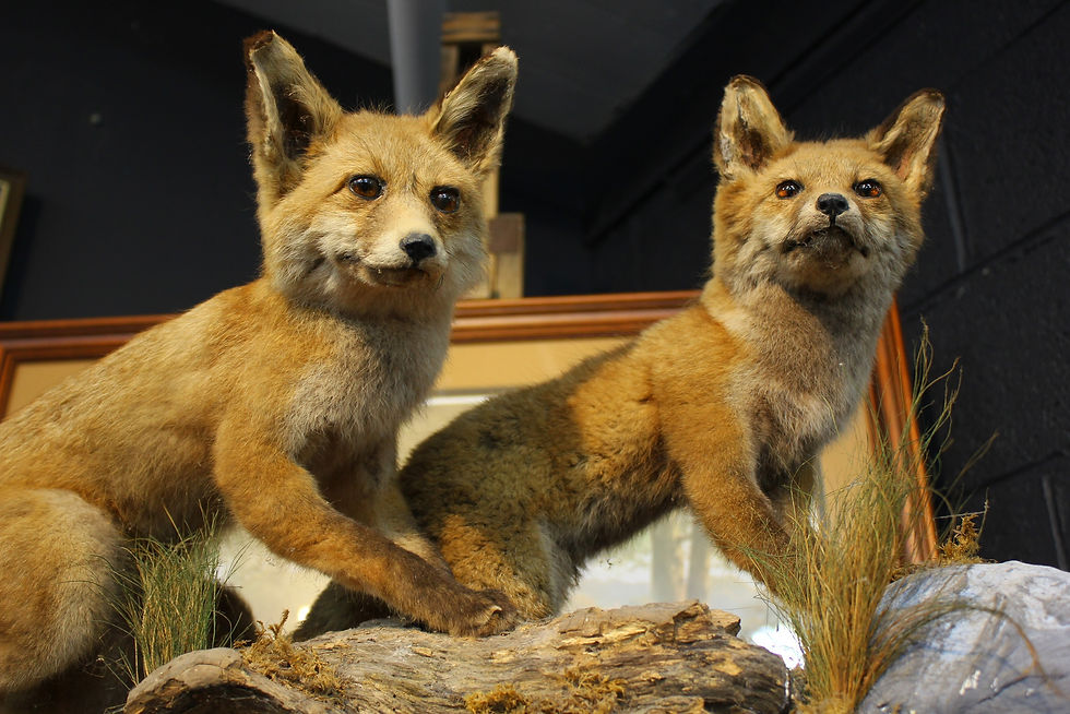 Thumbnail: Taxidermy Fox Cubs