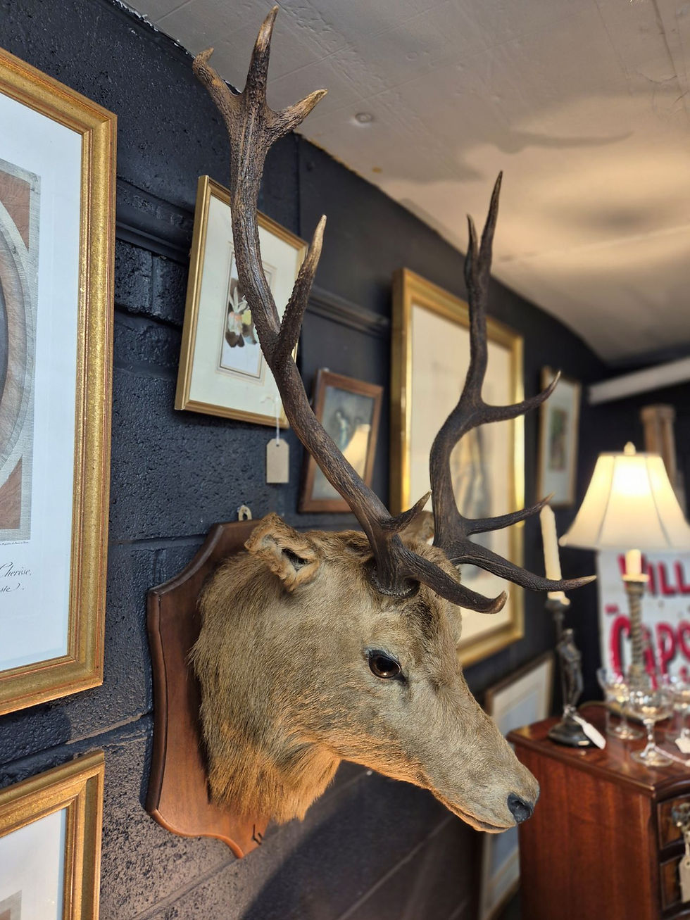 Thumbnail: Vintage 11 Point Stags Head Taxidermy
