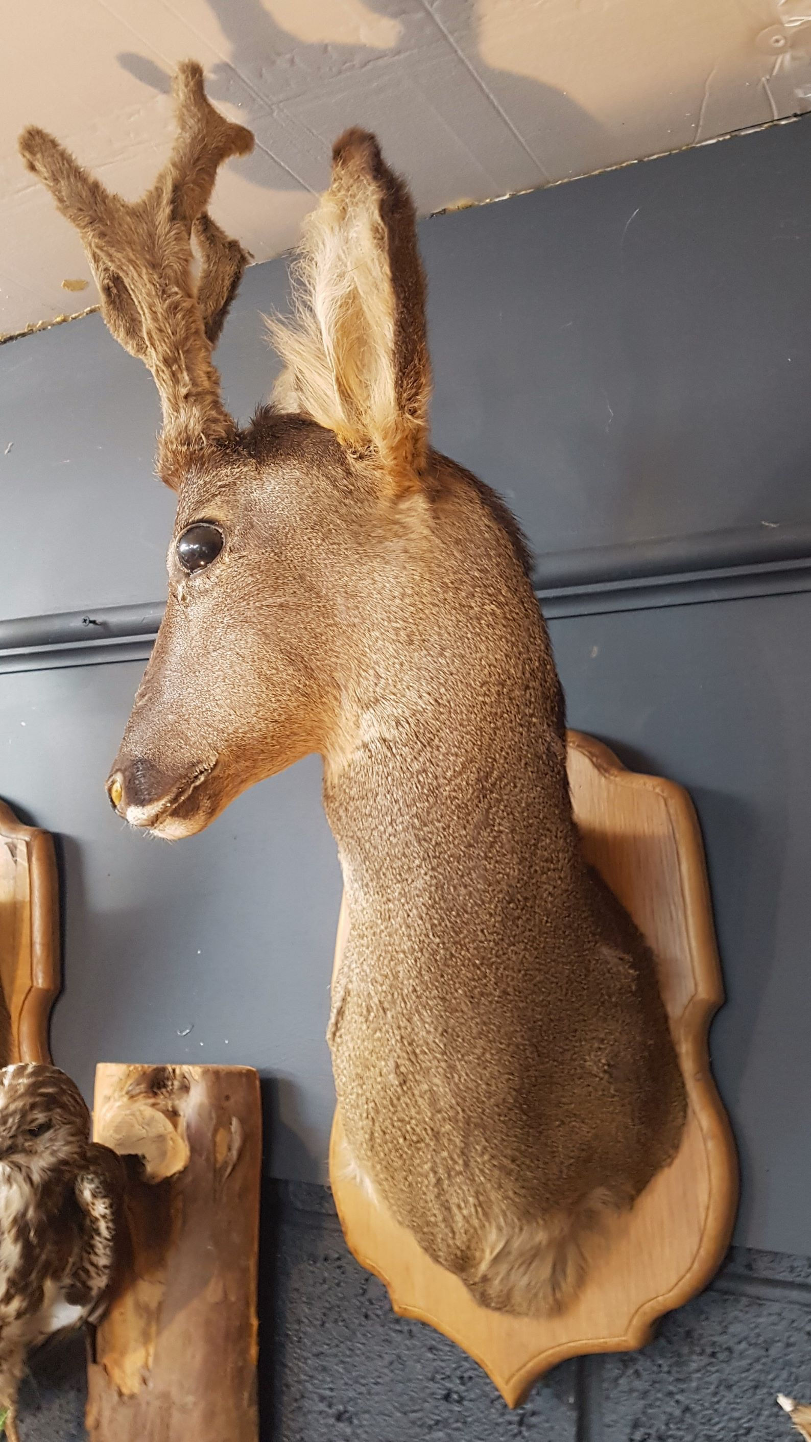Taxidermy Deer head on Oak Shield