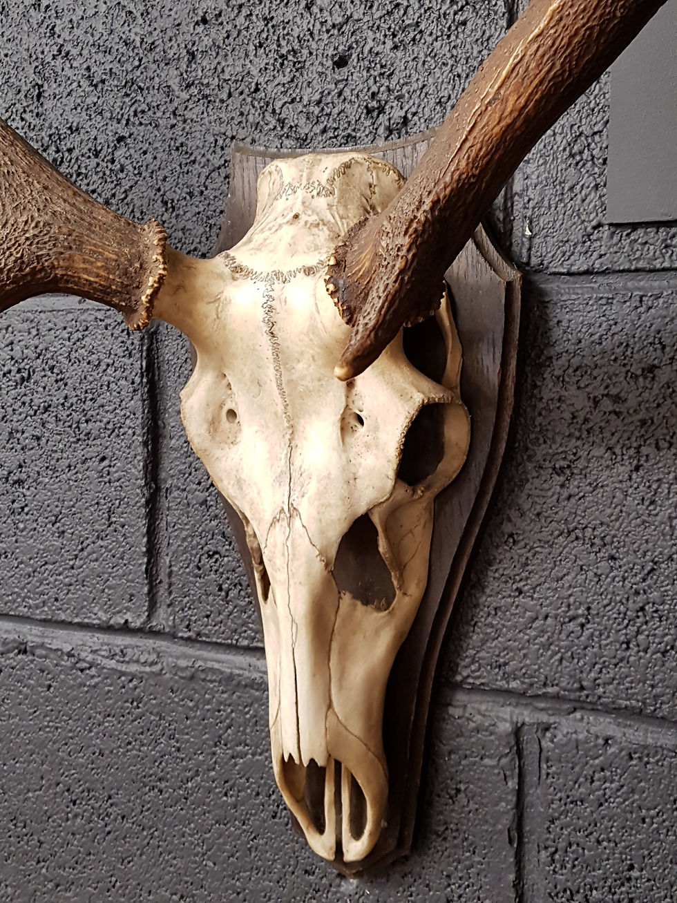 Thumbnail: 19th Century Deer Antlers with Mounted Skull