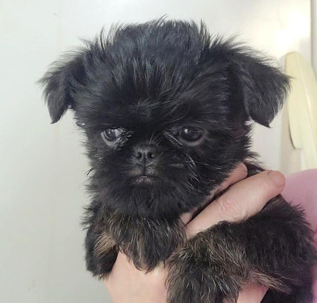 Brussels Griffon Puppy