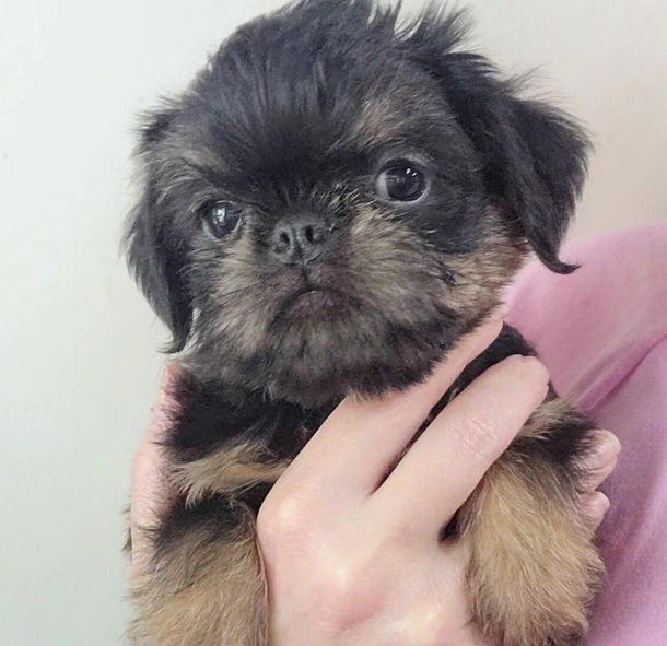 AKC Brussels Griffon Puppy