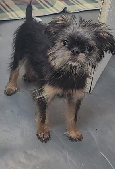 AKC Brussels Griffon Puppy