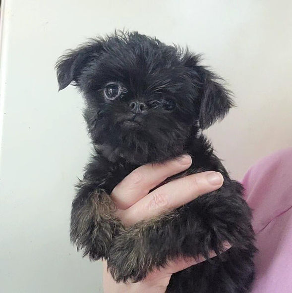 Brussels Griffon Puppy