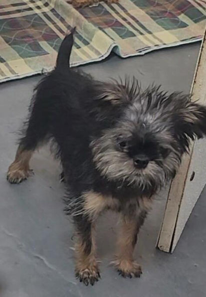 AKC Brussels Griffon Puppy