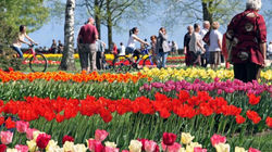 Morges-Tulip-Festival-28-750x422
