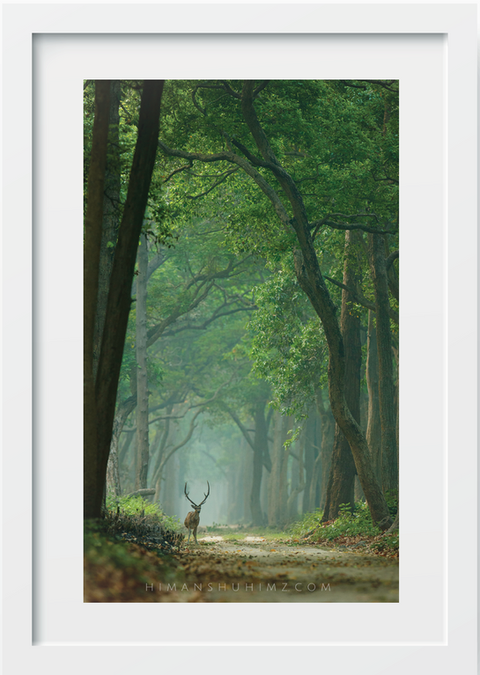 WHITE FRAME DEER.png