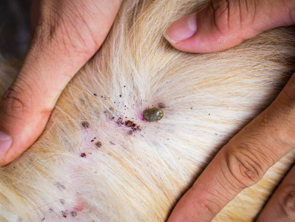Close-up image of fleas on a dog’s fur, highlighting the importance of flea prevention and treatment.