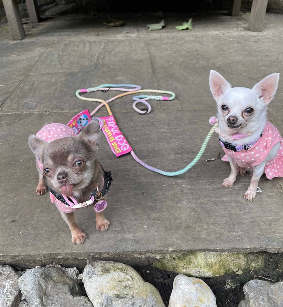 Thumbnail: Pastel Rainbow Rope Lead