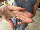 IMG_0138.jpeg