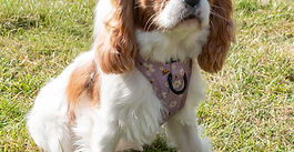 Witham Dog Show 2026
