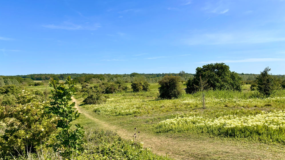 Whetmead nature reserve on a bright sunny day under a vivid blue sky