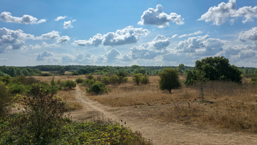 A pale blue sky studded with clouds over a parched Whetmead Nature Reserve