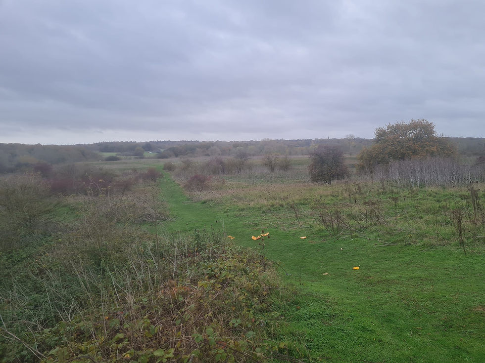 Whetmead Photo Post 11/11/25