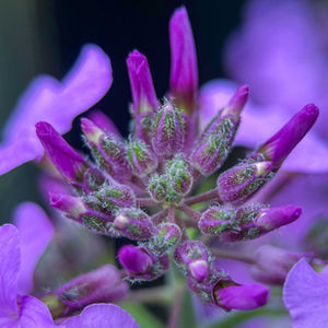 Macro & Nature