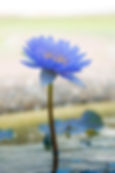 Blue Lotus, Egypt