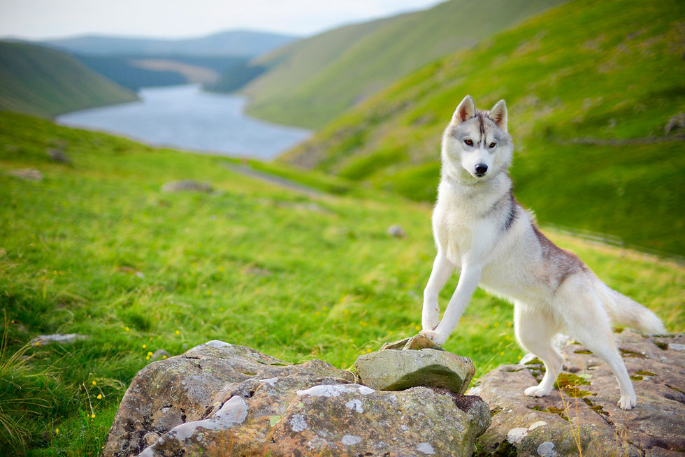 Miniatura: VITAKE LAMB & CRANBERRY 2 KG PACK DE 3