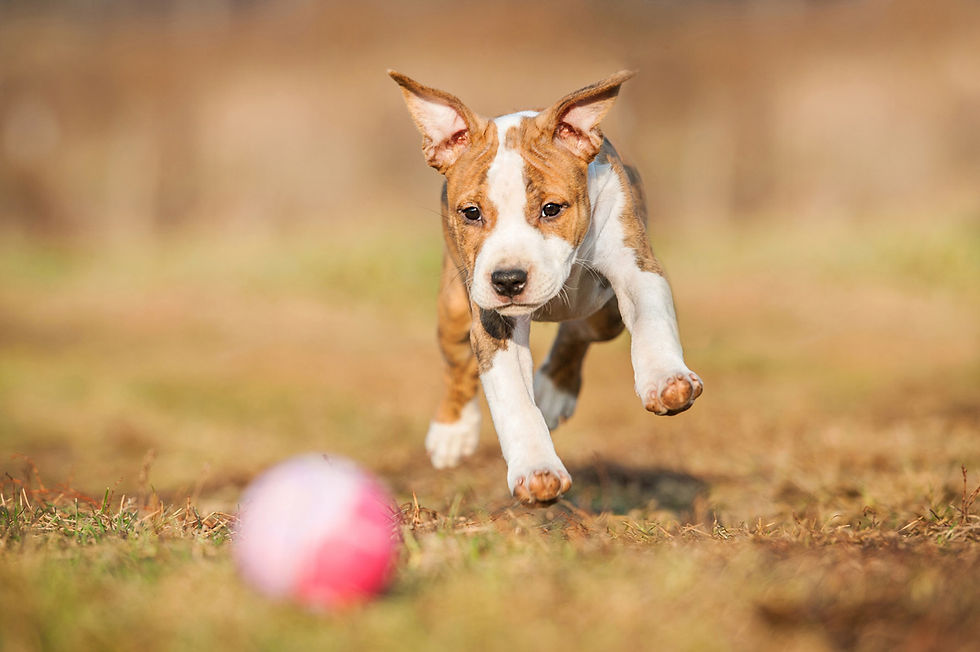 Miniatura: VITAKE PUPPY & JUNIOR 2KG PACK DE 3