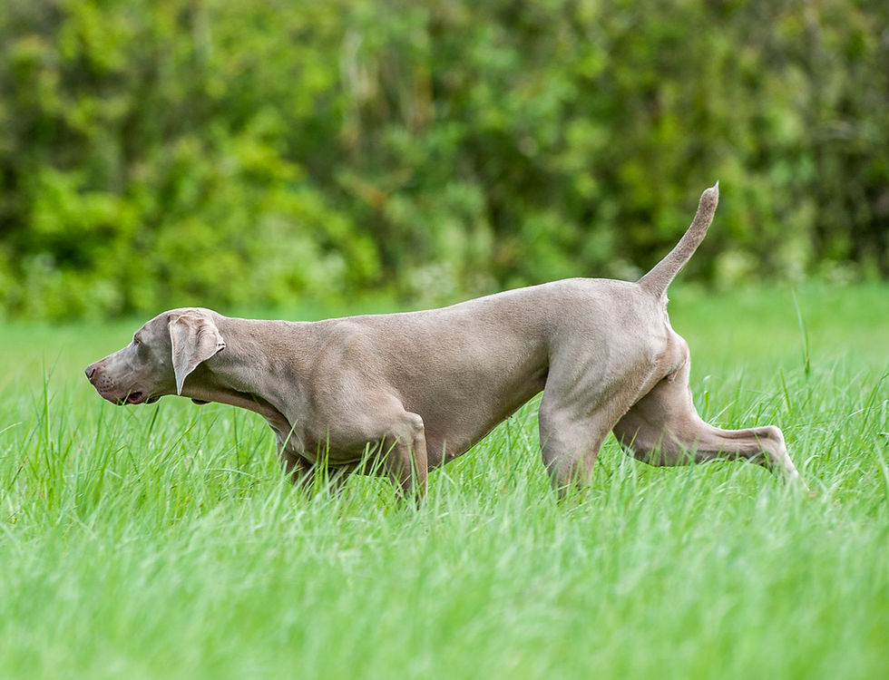 Miniatura: VITAKE LAMB & CRANBERRY