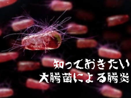 細菌性腸炎(下痢)〜大腸菌〜について