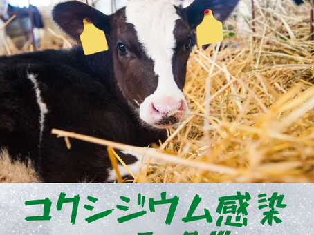 原虫性腸炎(下痢)〜コクシジウム症〜について