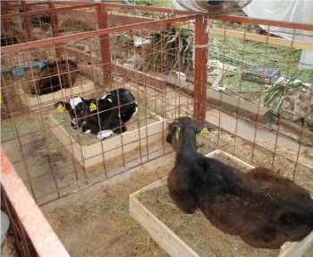 肺炎の予防:①牛舎の環境を改善すること(寒さについて)