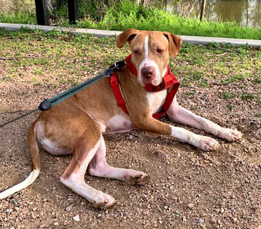Parker (Adoptable!)