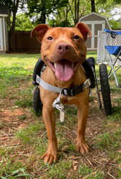 Love (Adoptable!)