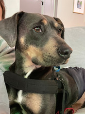 Finn (Adoptable!)