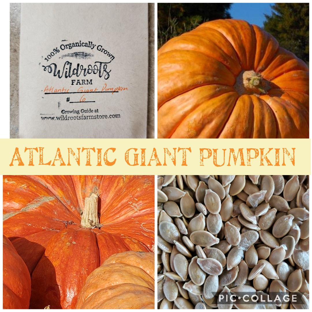 Pumpkin - Atlantic Giant Pumpkin