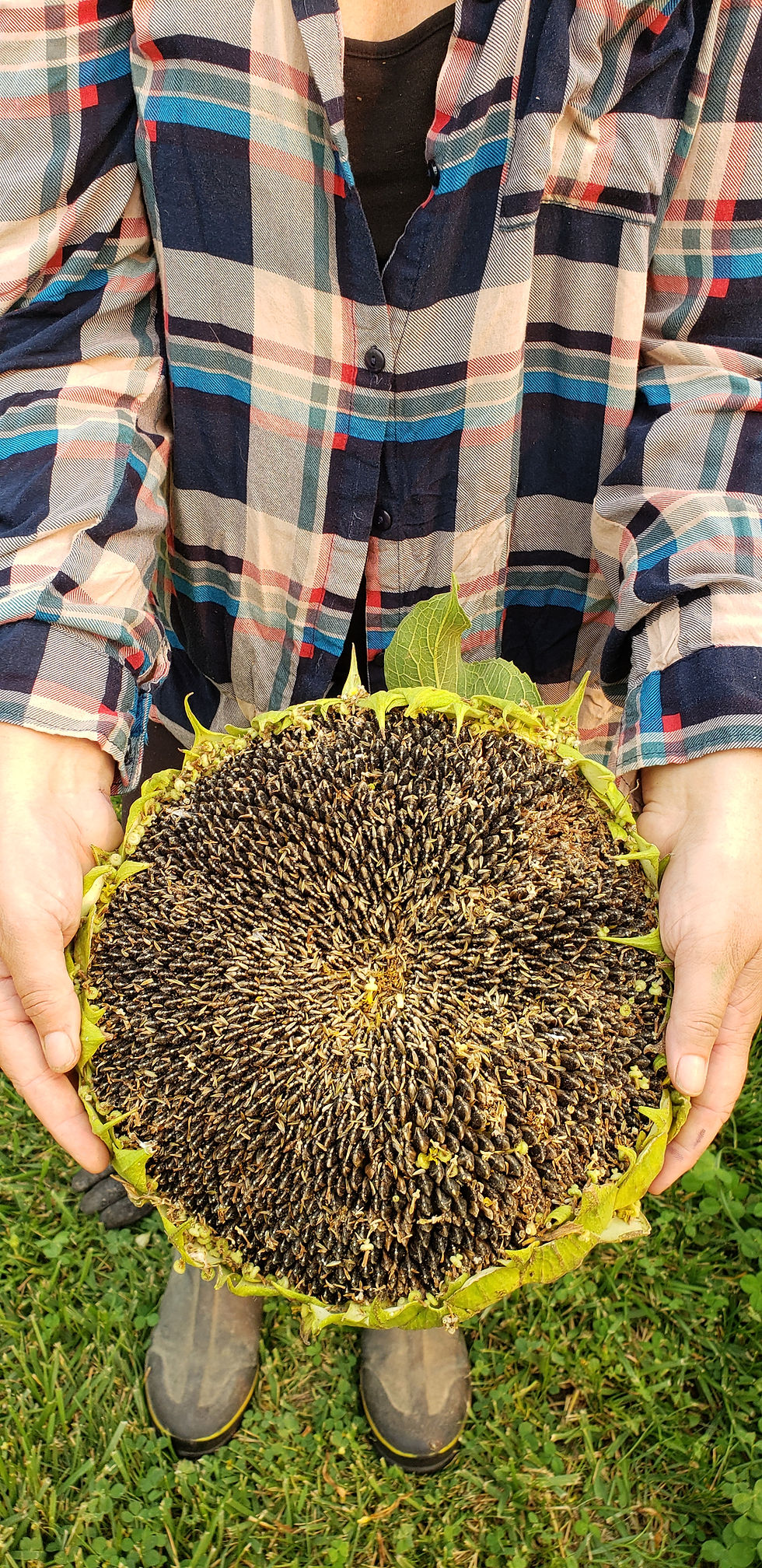 Thumbnail: Sunflower - Gentle Giants Sunflower Seed Mix