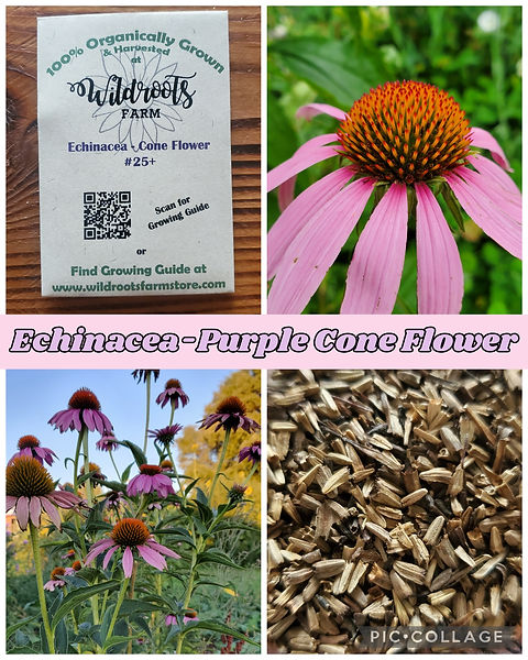 Echinacea - Purple Cone Flower Seeds | Wildroots Farm Store