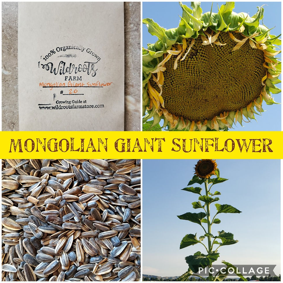 Dynamic Mongolian Giant Sunflower Seeds Image for Mobile