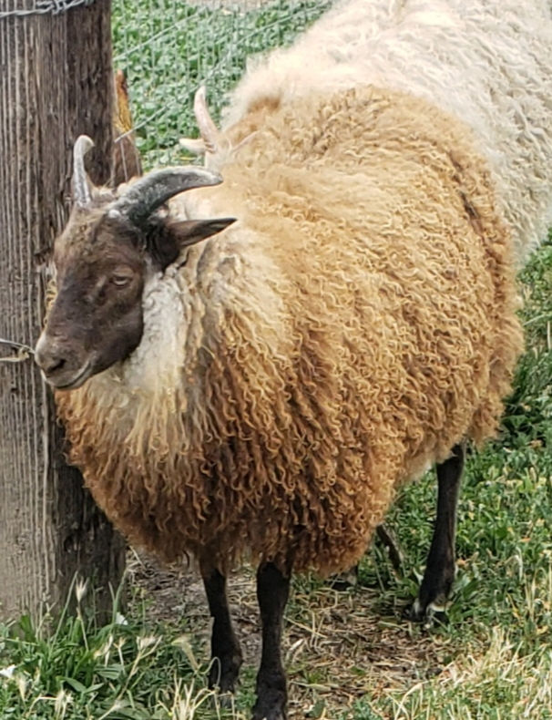 Thumbnail: 100% Wool Yarn - Nutmeg