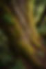 tree 2.png