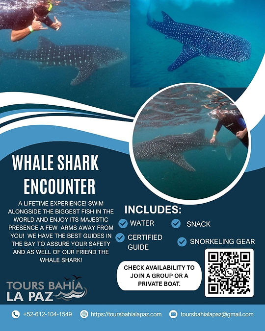 Whale Shark Encounter Adventure