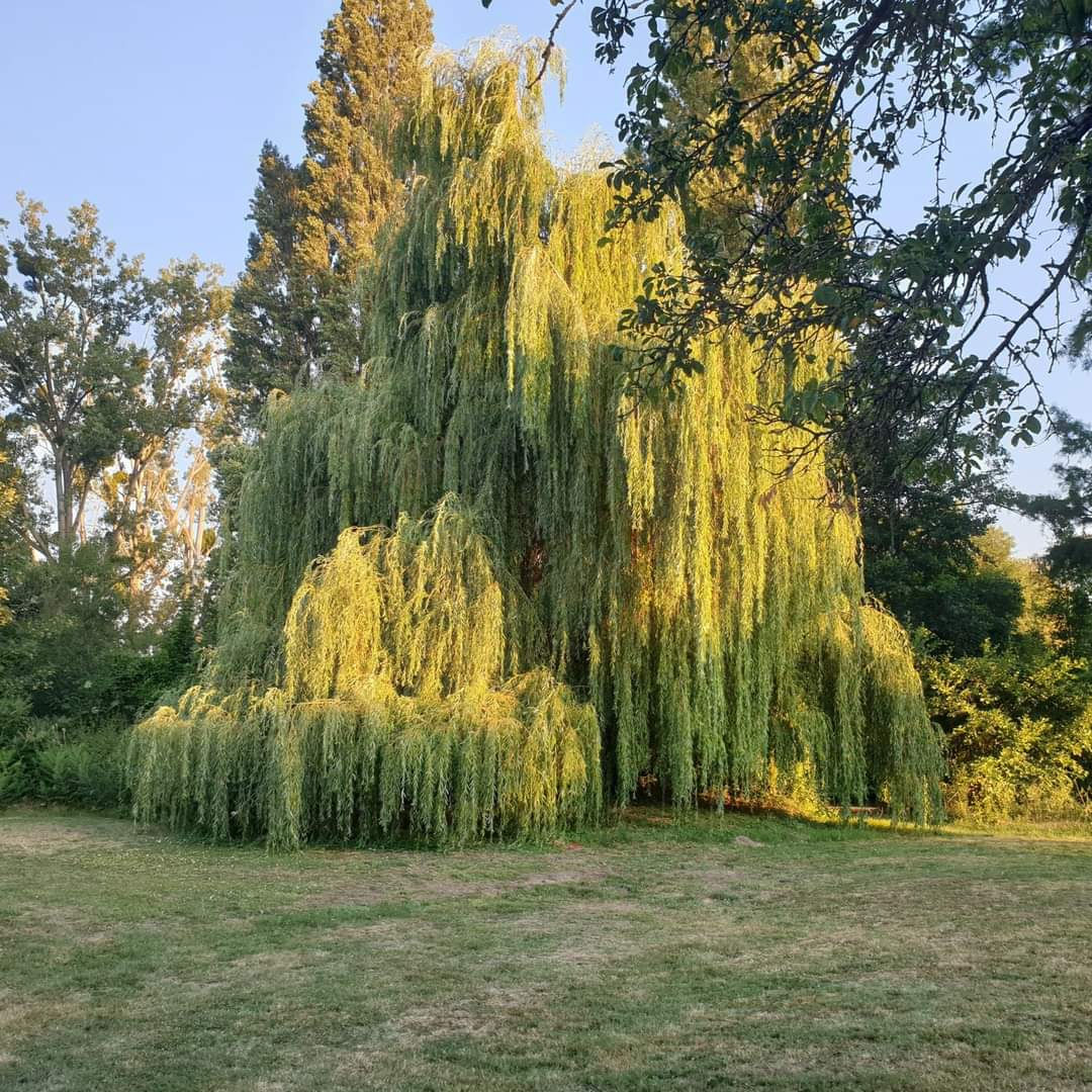 Grass pitch no electric (Per person)