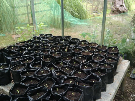 Healthy Soils for Healthy Cities: Honoring World Soil Day 2025