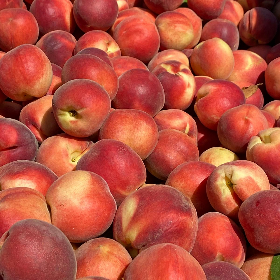 הקיבוץ הנודד